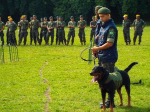Apresentação de Adestramento de Cães de Guerra - 1º BG - 22 MAR 17